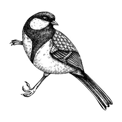 Great tit vector sketch. Hand drawn wildlife illustration in engraved style. Passerine bird isolated on white background. Black and white tit drawing for print, poster, card, cover.